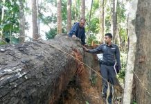 นายทุนรุกป่าโค่นไม้ซุงขนาดใหญ่จ้างกลุ่มผู้ก่อเหตุรุนแรงคุ้มครอง